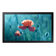 SAMSUNG QB13C   13" LCD ADS Full HD HDMI